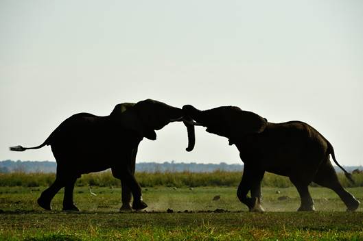 Two elephants. Photo: Alamy Stock Foto / Thomas Sbampato