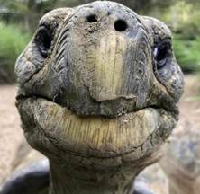 The face of a 100 year old turtoise : r/Eyebleach