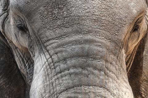 Elephant. Photo: flickr / Shelly Prevost